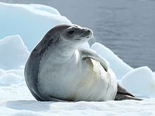 Foca Caranguejeira Lobodon