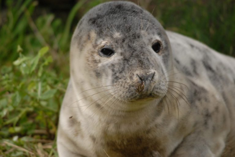 Qual É A Cor Da Foca? Mundo Ecologia
