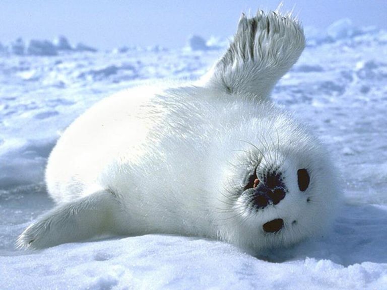 Qual É A Cor Da Foca? Mundo Ecologia