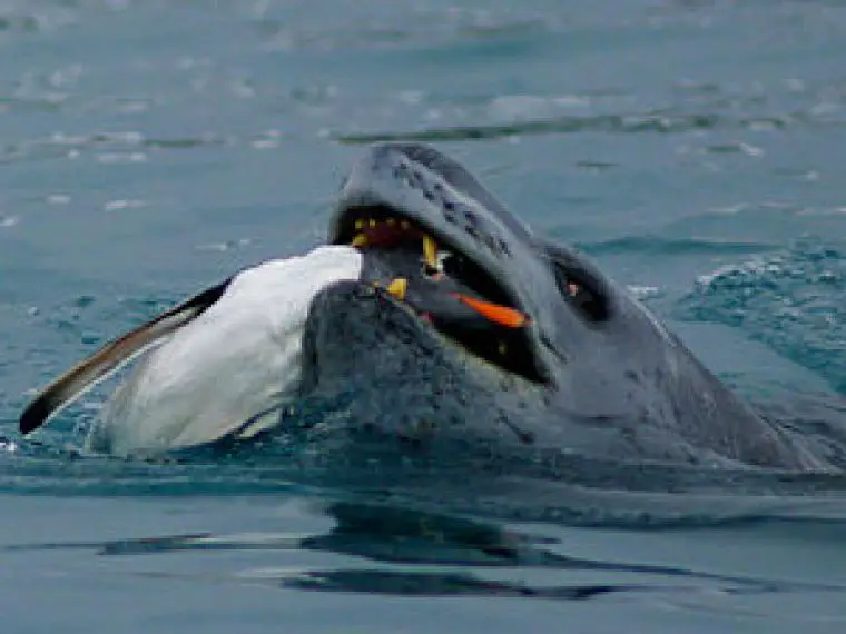 Foca Leopardo Comendo um Pinguim 