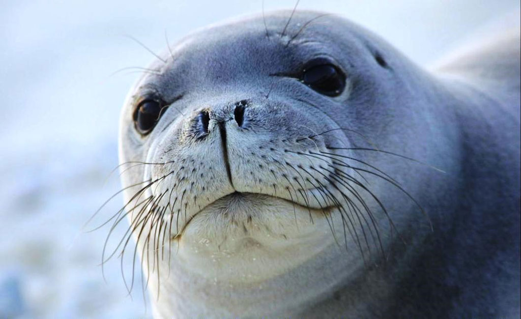 Qual É A Cor Da Foca? Mundo Ecologia
