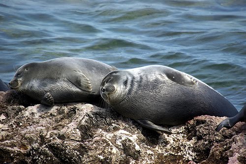 Foca-da-Sibéria