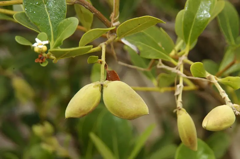 Fruto do Mangue Preto
