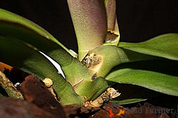 Fusariose em Orquideas