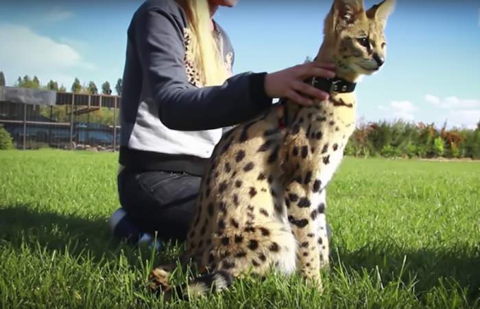 Gato Serval Com Seu Dono