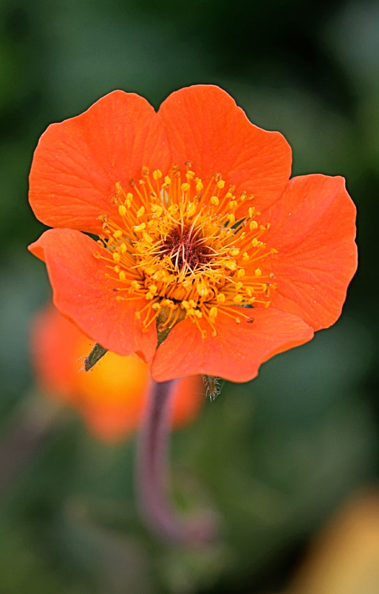 Geum