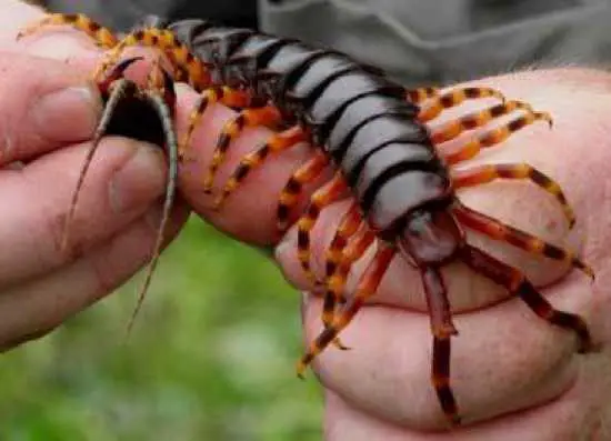 Giant Centipede Familia dos Scolopendridae