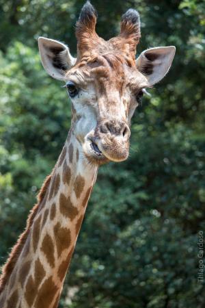 Pele de Girafa, Para Que Serve