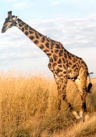 Girafa Camelopardis