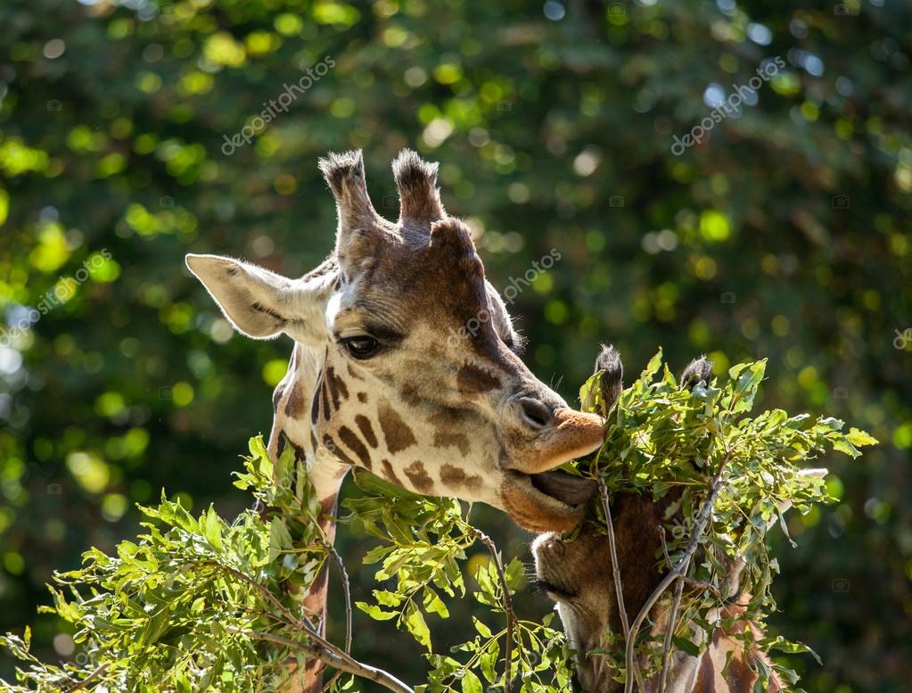 Eat from trees. Жираф ест листья. Детеныш жирафа. Жираф среди деревьев. Жираф кушает.