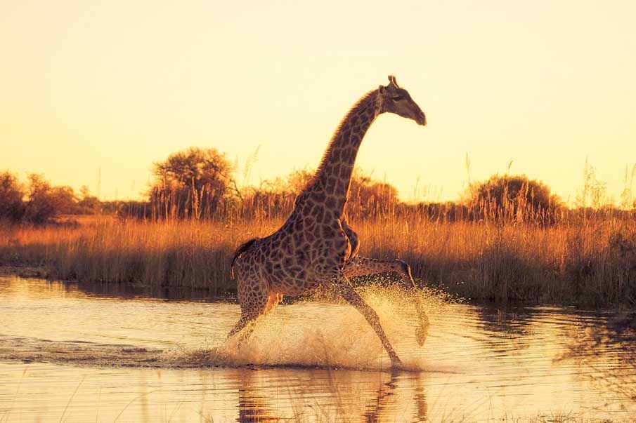 Como a Girafa se Locomove? Sistema Locomotor da Girafa