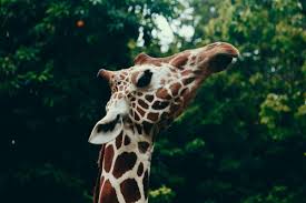 Girafa Negra: Espécie em Extinção, com Fotos