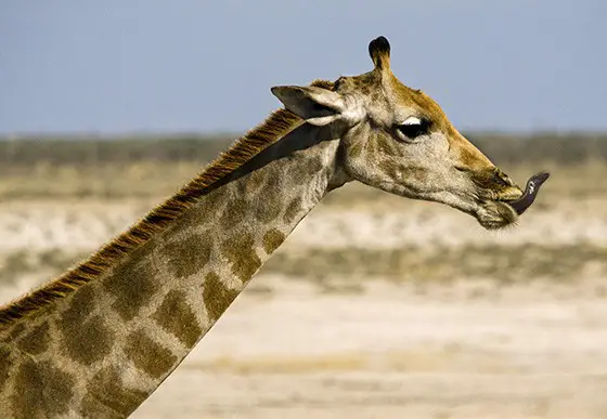 Girafa da Namíbia 