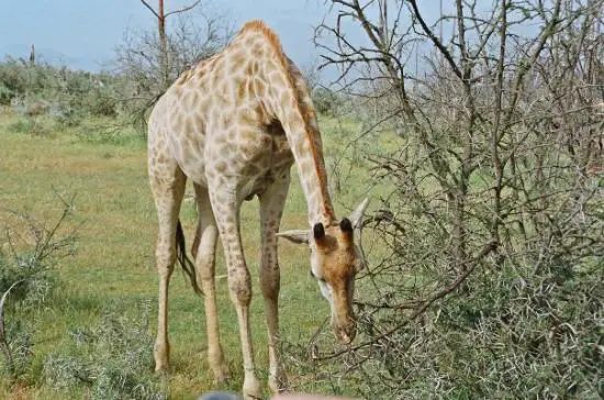 Girafa do Cabo