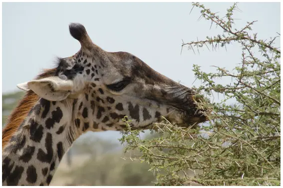 Girafas Masai se Alimentando 