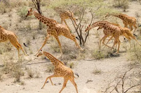 Girafas Reticuladas Em Grupo
