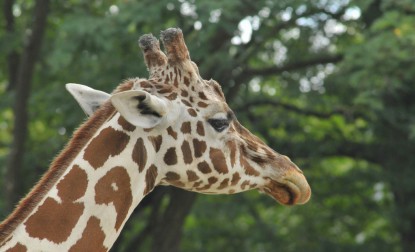 Giraffa Camelopardalis 