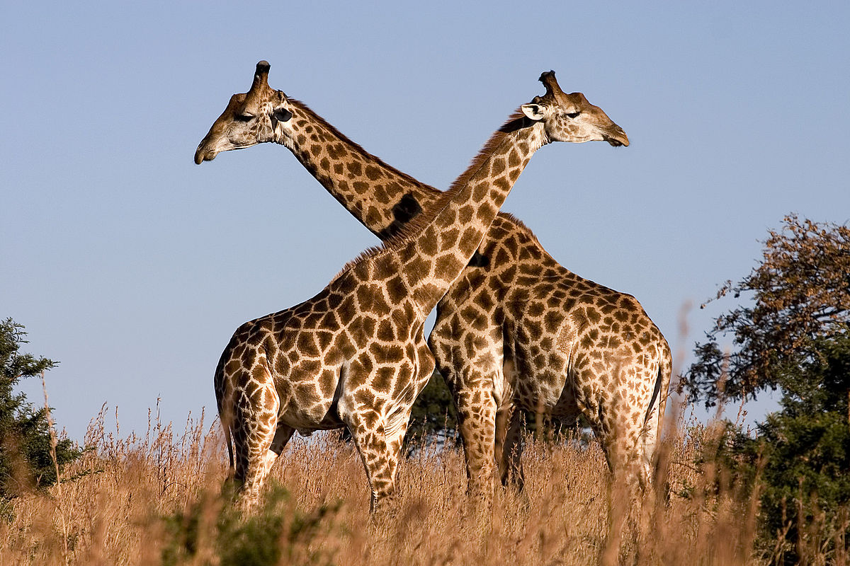 Girafa do Sul: Características, Fotos e Nome Científico