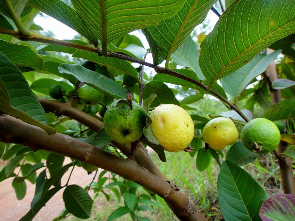 Lista de Árvores Frutíferas Brasileiras – Mundo Ecologia