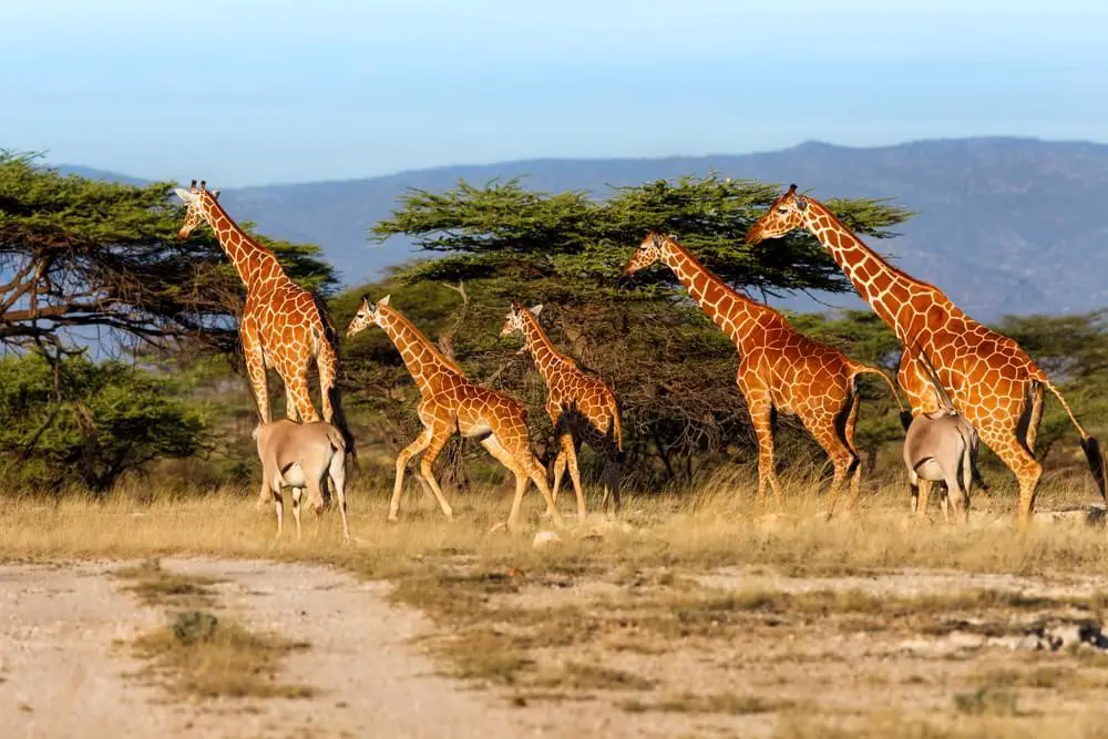 Grupo de Girafa em Seus Habitat