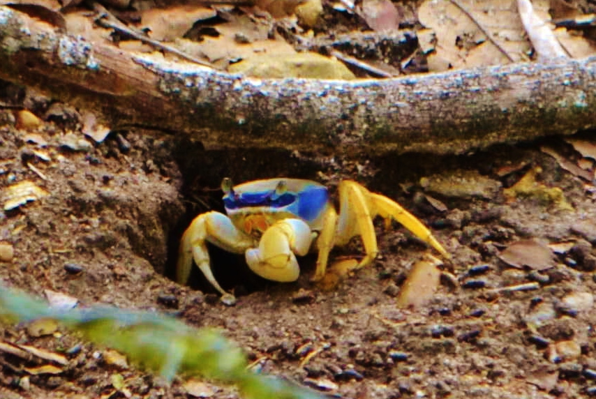 Guaiamum Entrando na Toca