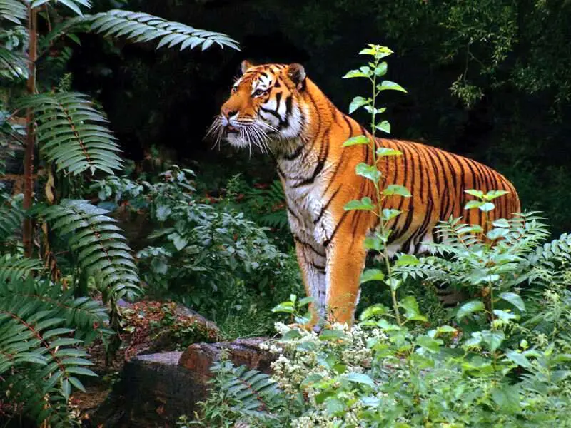 Habitat do Tigre 