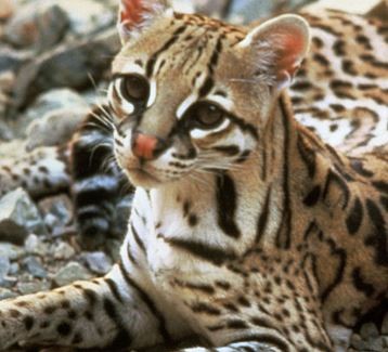 Diferenças Entre Lince do Deserto, Jaguatirica e Gato Selvagem