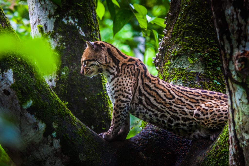 Jaguatirica em seu Habitat