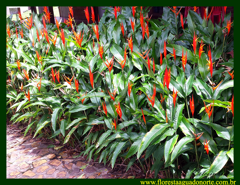 Jardim Com Heliconia Psittacorum 