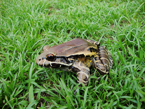 Leptodactylus Flavopictus