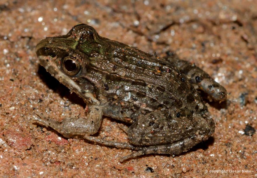 Leptodactylus Macrosternum