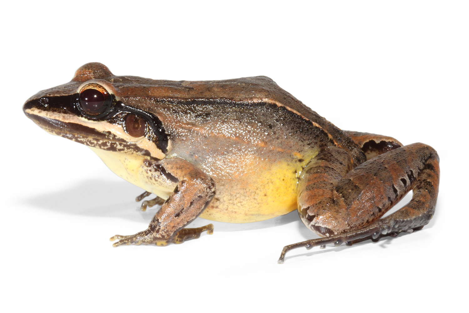 Leptodactylus Mystaceus