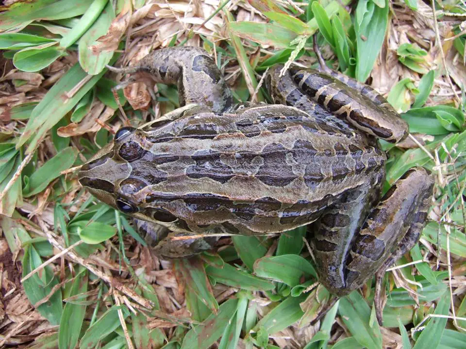 Leptodactylus Ocellatus