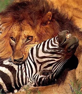 Leão Caçando Zebra