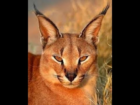 Caracal ou Lince-do-deserto  Aspeto, caracteristicas e habitat