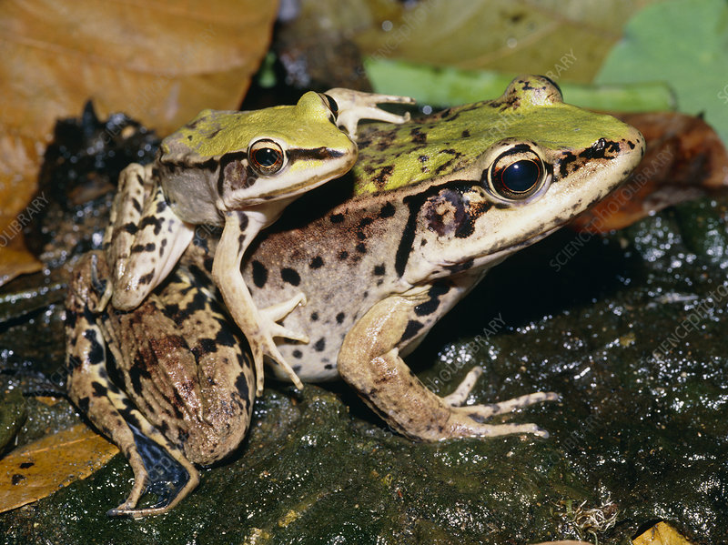 Lithobates Palmipes