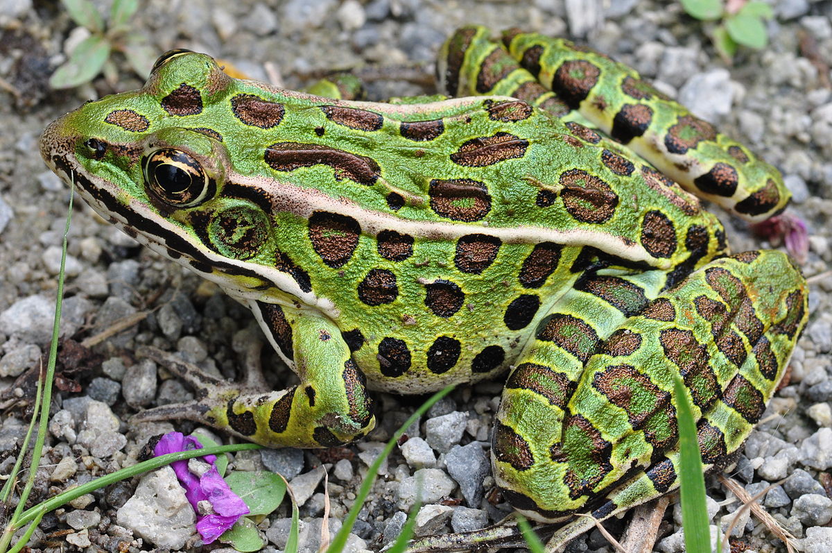 Lithobates Pipiens