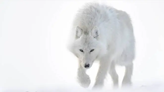 Lobo do Ártico