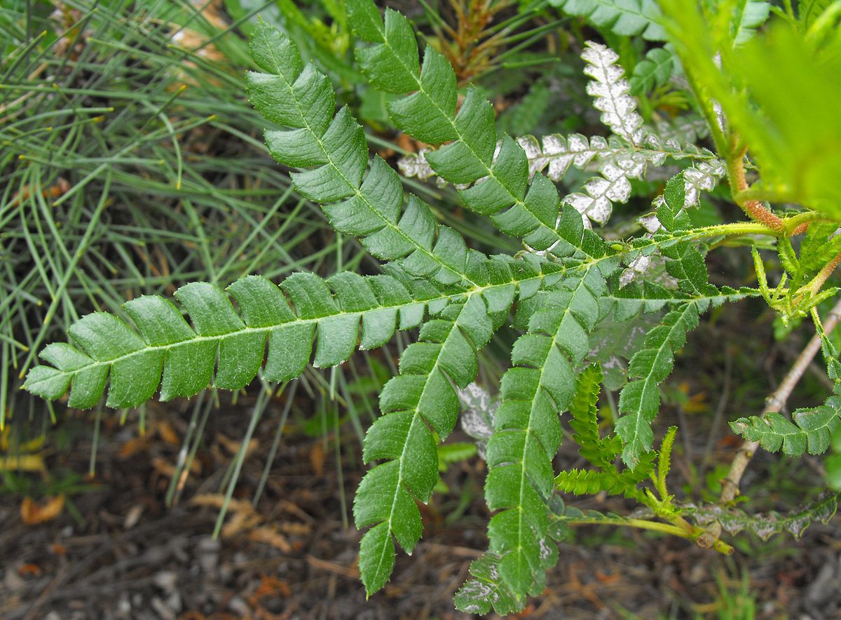 Lyonothamnus