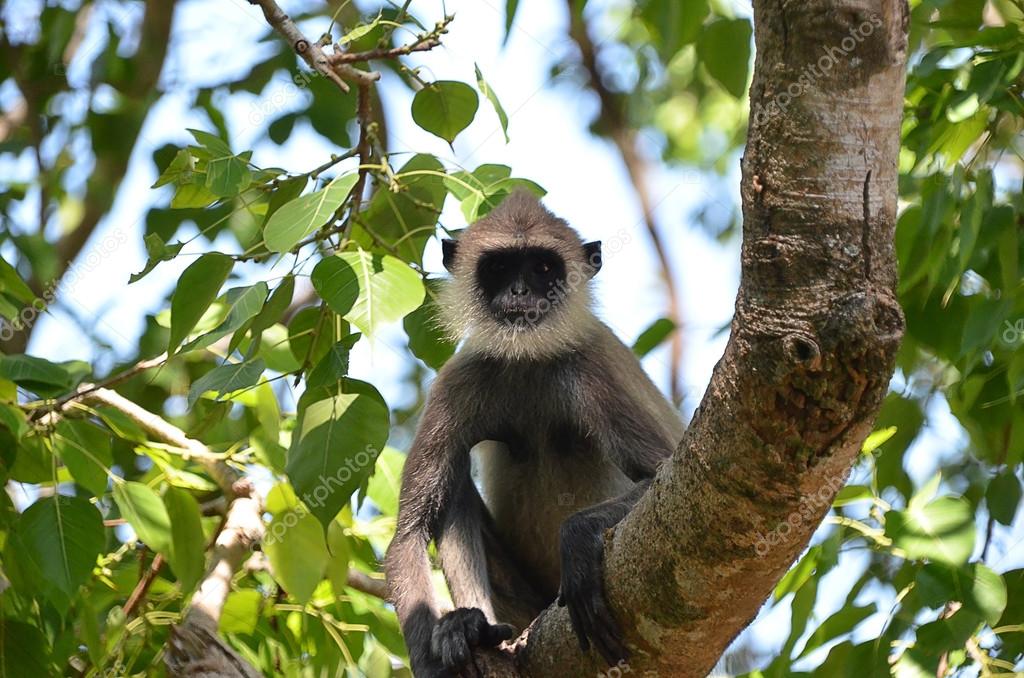 Macaco Barbudo