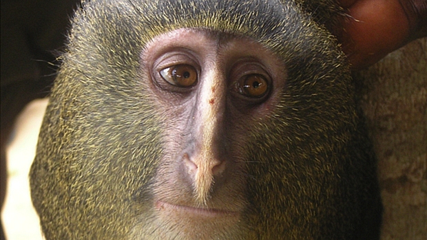 Macaco-Lesula