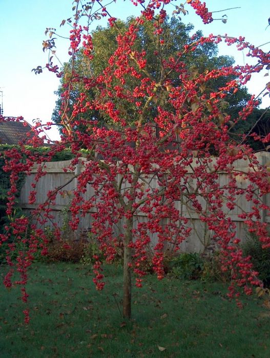 Malus