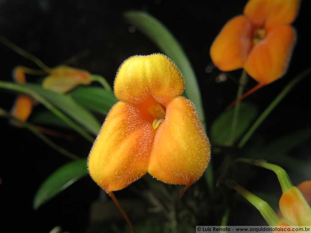 Masdevallia Angel Frost