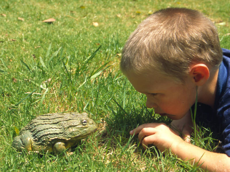 Menino Brincando Com Uma Rã Touro