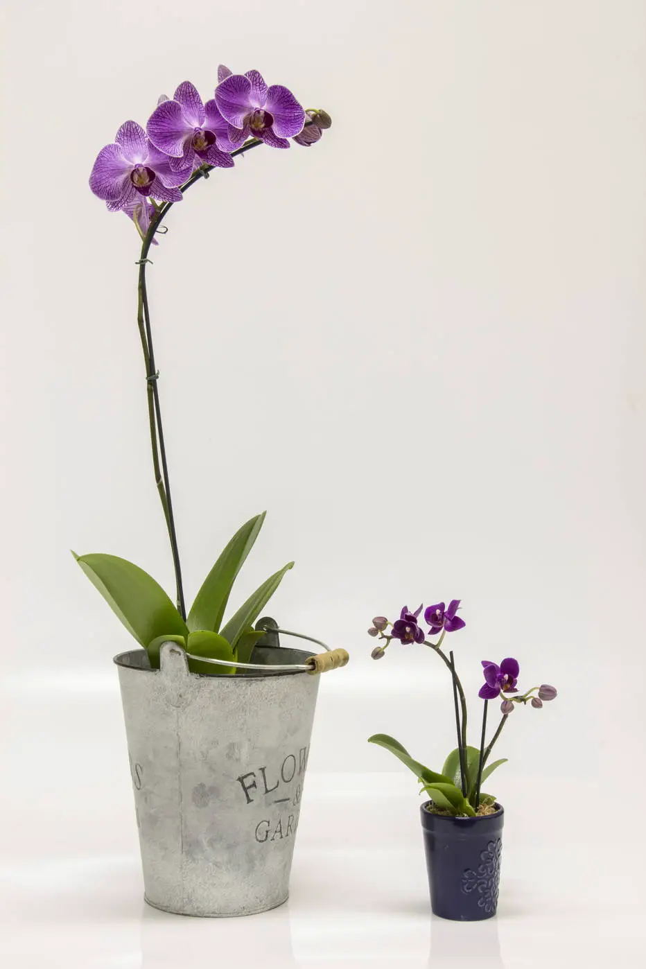 Mini Orquídeas Roxas: Fotos e Características | Mundo Ecologia