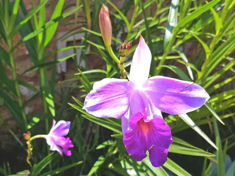 Mini Orquídeas Roxas: Fotos e Características | Mundo Ecologia