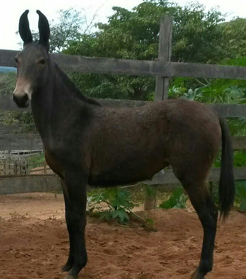 Foto de Uma Mula no Pasto
