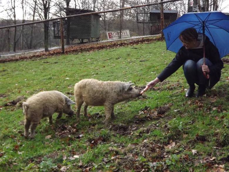 Porco Doméstico Mangalitsa no Brasil: Características e Fotos | Mundo Ecologia