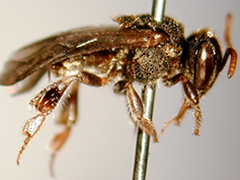 Nannotrigona Testaceicornis