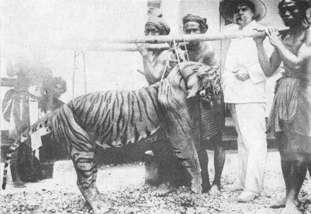 O Extinto Tigre de Bali 